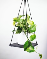 皇家马德里足球俱乐部白色队徽在绿色背景前